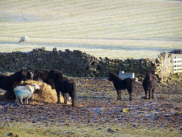 In this area of the hills in Cumbria  ( Caldbeck ) Jack russells were running & hunting hundreds of years ago. the picture represents an old preserved horse breed called The Fell pony..
