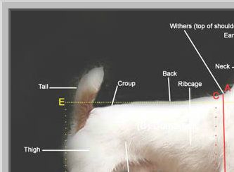 Illustrating the correct method to measure a JRT