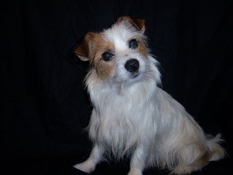 Alfie is our Cumbrian Rough Coat Jack Russell Terrier.