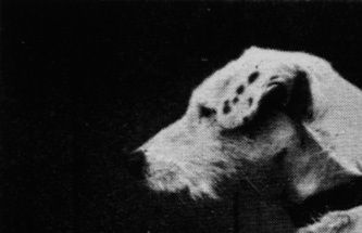 Carlisle Tack, a Fox terrier born in 1884, who was owned by John Russell.[13]
