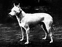 The English white terrier is an extinct breed of dog. 

The English White terrier is the failed show ring name of a pricked-ear version of the white fox-working terriers that have existed in the U.K. since the late 18th Century.