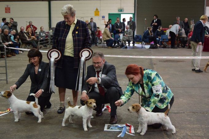 Winners at the National Terrier Champ Show April 2nd 2016